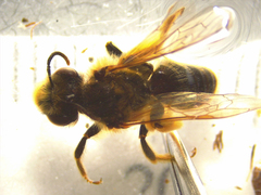 Leioproctus fulvescens
