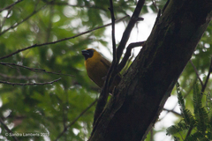 Caryothraustes canadensis