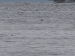 Phoca vitulina richardii