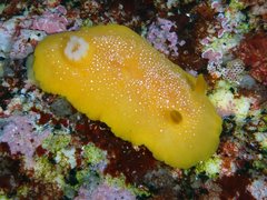 Baptodoris mimetica