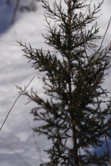 Juniperus virginiana