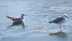 Larus delawarensis