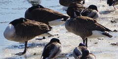 Branta canadensis
