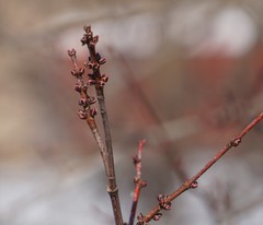 Acer rubrum