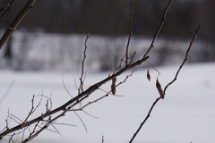 Robinia pseudoacacia