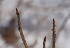 Liquidambar styraciflua