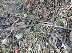 Calochortus venustus