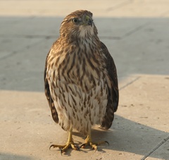 Accipiter cooperii
