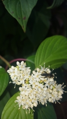 Cornus sericea