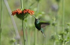 Lafresnaya lafresnayi