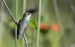 Elliotomyia chionogaster