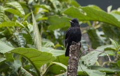 Knipolegus aterrimus