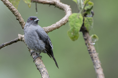 Ampelion rubrocristatus