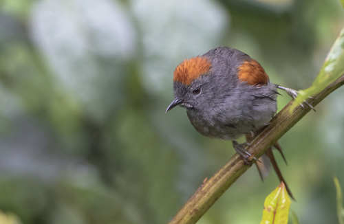 Apurimac Spinetail