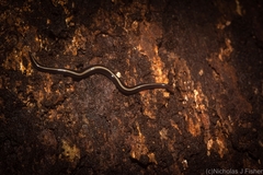 Australopacifica dendyi