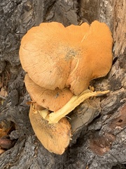 Gymnopilus ventricosus