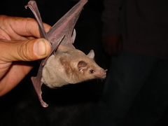 Leptonycteris