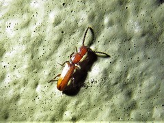 Taphroscelidia linearis