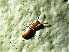 Taphroscelidia linearis