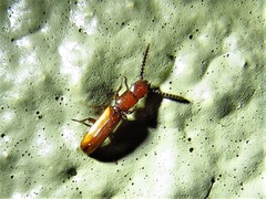 Taphroscelidia linearis