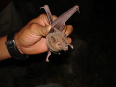 Leptonycteris