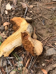 Gymnopilus ventricosus