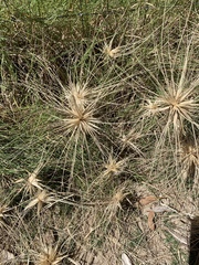 Spinifex sericeus