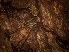 Neopantopsalis pentheter