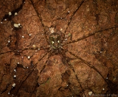 Neopantopsalis pentheter