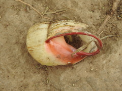 Megalobulimus lorentzianus