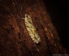 Metrioglypha phyllodes