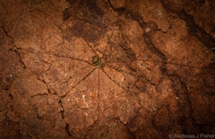 Neopantopsalis pentheter