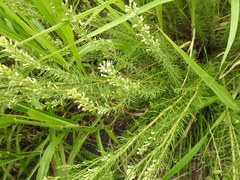 Baccharis coridifolia