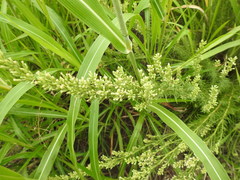 Baccharis coridifolia