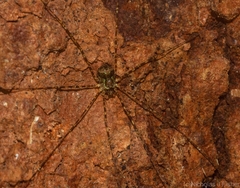 Neopantopsalis pentheter