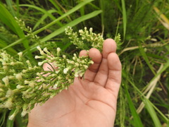 Baccharis coridifolia