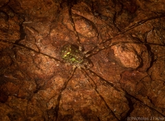 Neopantopsalis pentheter