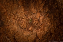 Neopantopsalis pentheter