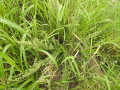 Baccharis coridifolia