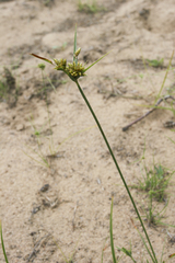Cyperus houghtonii