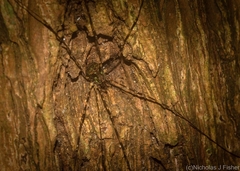 Neopantopsalis pentheter