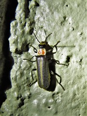 Podabrus flavicollis