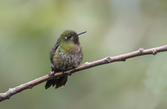 Metallura tyrianthina