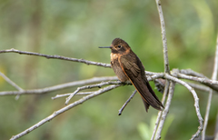 Aglaeactis cupripennis