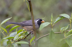 Saltator aurantiirostris