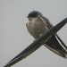 Brown-bellied Swallow - Photo (c) David F. Belmonte, some rights reserved (CC BY-NC)