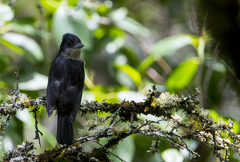 Pachyramphus validus