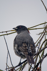 Ampelion rubrocristatus