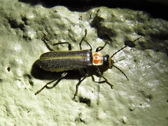 Podabrus flavicollis