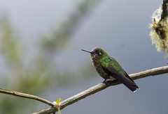 Metallura tyrianthina